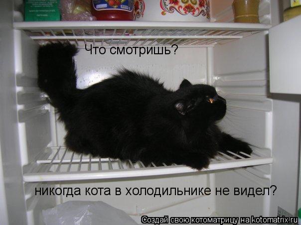 Котоматрица: Что смотришь? никогда кота в холодильнике не видел?