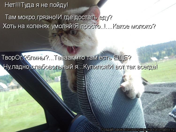 Котоматрица: Там мокро,грязно!И где достать еду? Хоть на коленях умоляй!Я просто..!....Какое молоко? ТворОг,?блины?...Таааак,что там есть ЕЩЕ? Нет!!!Туда я не по