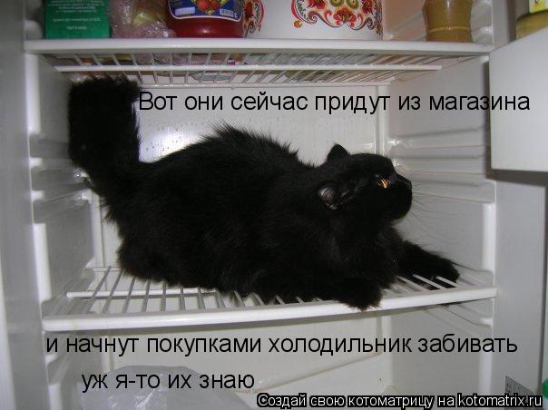 Вот они сейчас придут из магазина и начнут покупками холодильник забивать уж я-то их знаю... Котоматрица: Вот они сейчас придут из магазина и начнут покупками холодильник забивать уж я-то их знаю