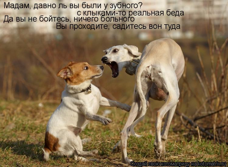 Мадам, давно ль вы были у зубного? с клыками-то реальная беда Да вы не бойтесь, ничего больного Вы пр... Котоматрица: Мадам, давно ль вы были у зубного? с клыками-то реальная беда Да вы не бойтесь, ничего больного Вы проходите, садитесь вон туда