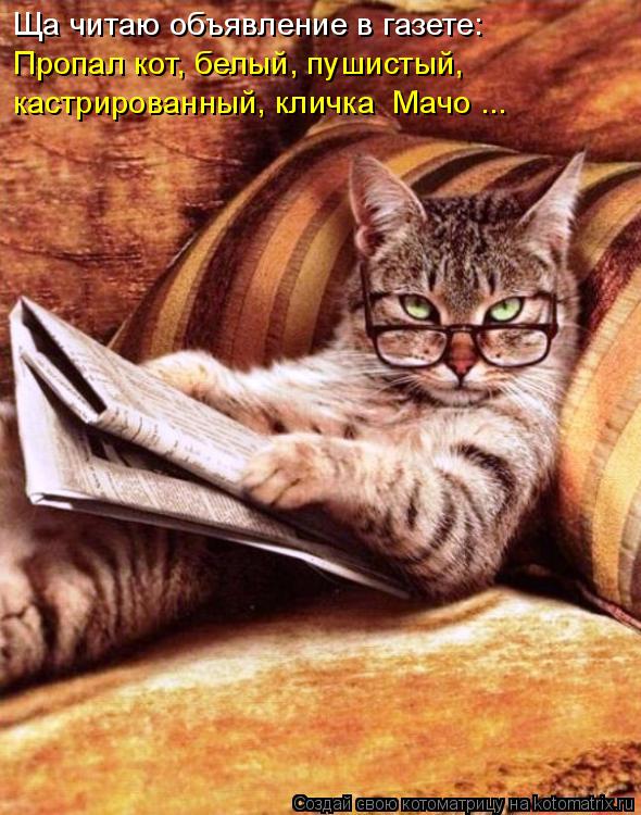 Ща читаю объявление в газете: Пропал кот, белый, пушистый, кастрированный, кличка Мачо ...... Котоматрица: Ща читаю объявление в газете: Пропал кот, белый, пушистый, кастрированный, кличка Мачо ...
