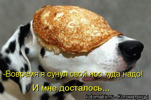 -Вовремя я сунул свой нос куда надо! И мне досталось...... Котоматрица: -Вовремя я сунул свой нос куда надо! И мне досталось...