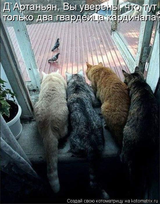 Котоматрица: Д`Артаньян, Вы уверены, что тут  только два гвардейца кардинала?