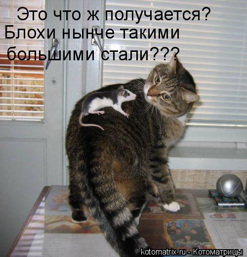 Котоматрица: Это что ж получается? Блохи нынче такими  большими стали???