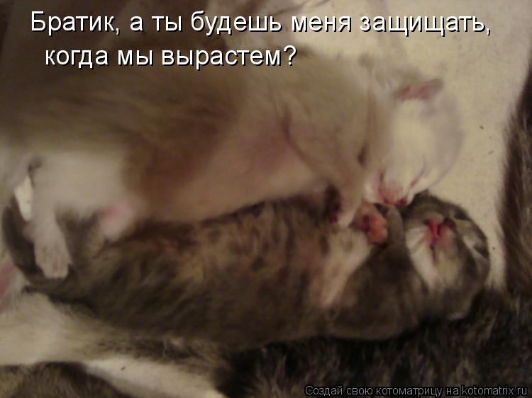 Котоматрица: Братик, а ты будешь меня защищать, когда мы вырастем?