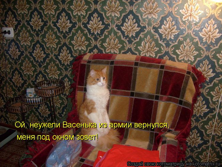 Котоматрица: Ой, неужели Васенька из армии вернулся,  меня под окном зовет!