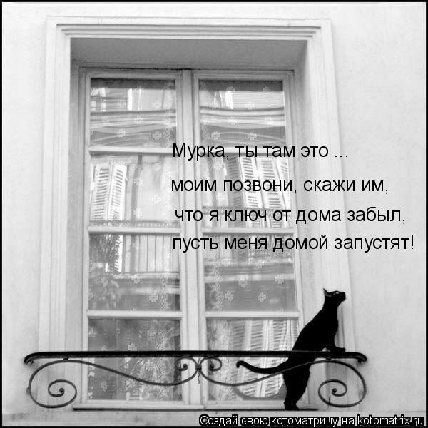 Котоматрица: Мурка, ты там это ...  моим позвони, скажи им,  что я ключ от дома забыл, пусть меня домой запустят!