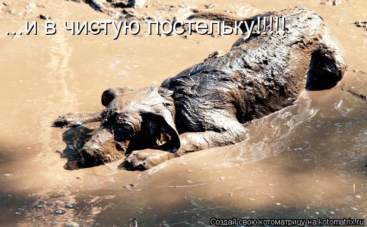 Котоматрица: ...и в чистую постельку!!!!!