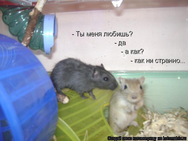 Котоматрица: - да - а как? - как ни странно... - Ты меня любишь?