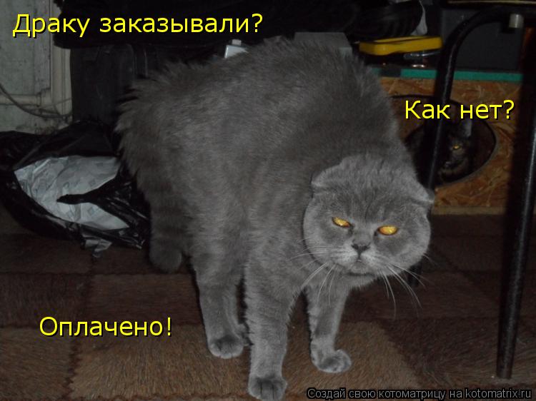 Котоматрица: Драку заказывали? Как нет? Оплачено!