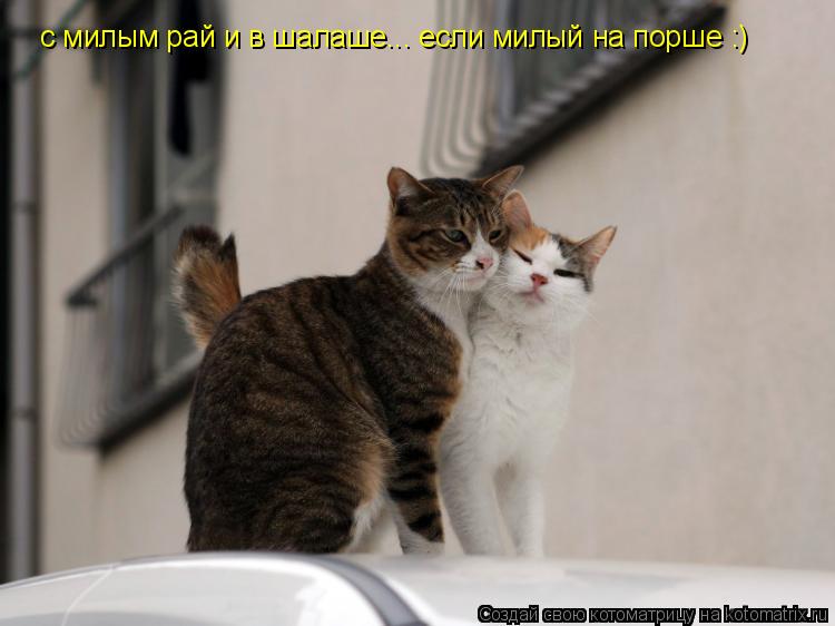 Котоматрица: с милым рай и в шалаше... если милый на порше :)