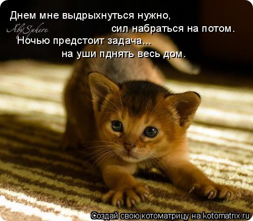 Котоматрица: Днем мне выдрыхнуться нужно, сил набраться на потом. Ночью предстоит задача...  на уши пднять весь дом.