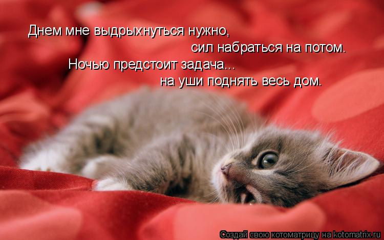 Котоматрица: Днем мне выдрыхнуться нужно,  сил набраться на потом. Ночью предстоит задача...  на уши поднять весь дом.