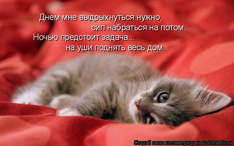 Котоматрица: Днем мне выдрыхнуться нужно,  сил набраться на потом. Ночью предстоит задача...  на уши поднять весь дом.