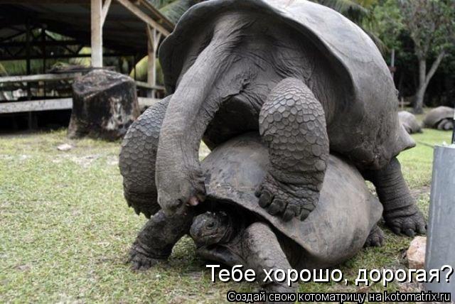 Котоматрица: Тебе хорошо, дорогая?