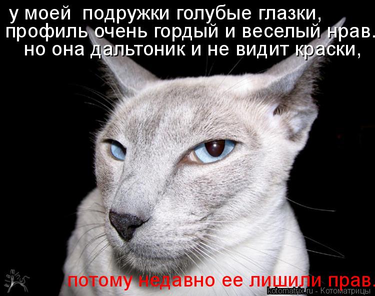 Котоматрица: у моей  подружки голубые глазки,  профиль очень гордый и веселый нрав. но она дальтоник и не видит краски,  потому недавно ее лишили прав...