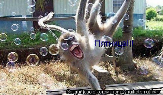 Котоматрица: Пятница!!! Пятница!!!