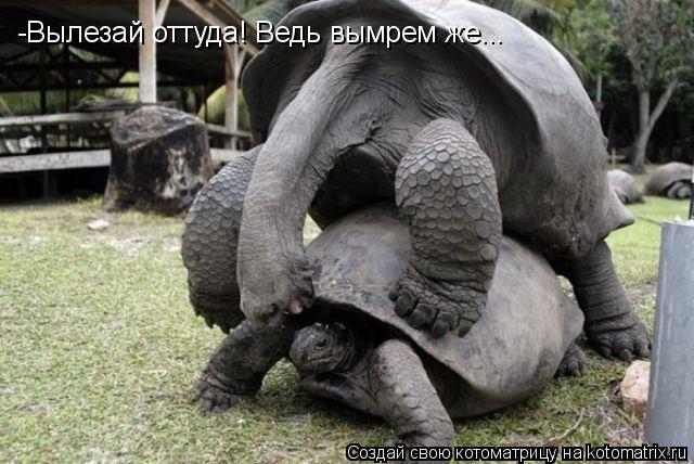 Котоматрица: -Вылезай оттуда! Ведь вымрем же...