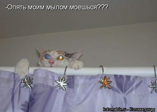 Котоматрица: -Опять моим мылом моешься???