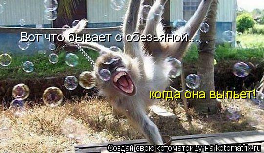 Котоматрица: Вот что бывает с обезьяной... когда она выпьет!