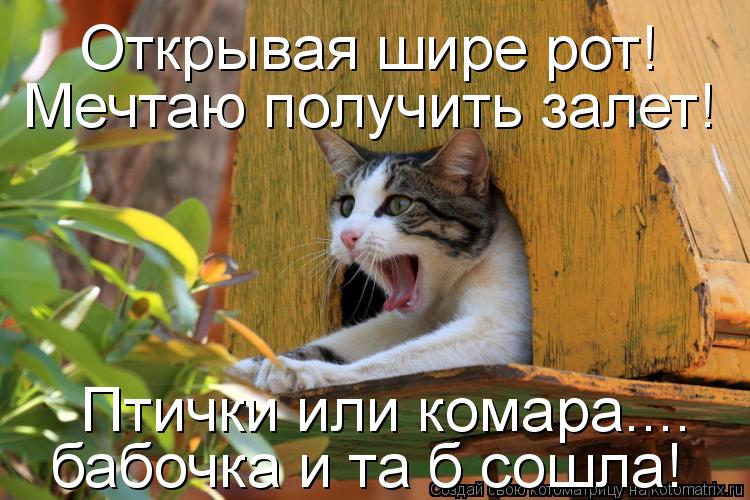 Котоматрица: Мечтаю получить залет! Открывая шире рот! Птички или комара.... бабочка и та б сошла!