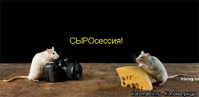 Котоматрица: СЫРОсессия!