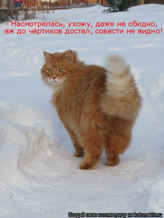Котоматрица: - Насмотрелась, ухожу, даже не обидно,  аж до чёртиков достал, совести не видно!