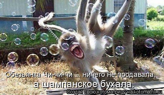 Обезьянка Чи-чи-чи ... ничего не продавала, а шампанское бухала.... Котоматрица: Обезьянка Чи-чи-чи ... ничего не продавала, а шампанское бухала.