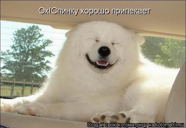 Котоматрица: Ох!Спинку хорошо припекает