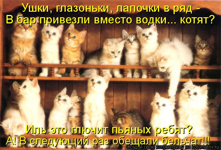 Котоматрица: Ушки, глазоньки, лапочки в ряд -  В бар привезли вместо водки... котят? Иль это глючит пьяных ребят? А! В следующий раз обещали бельчат!!!