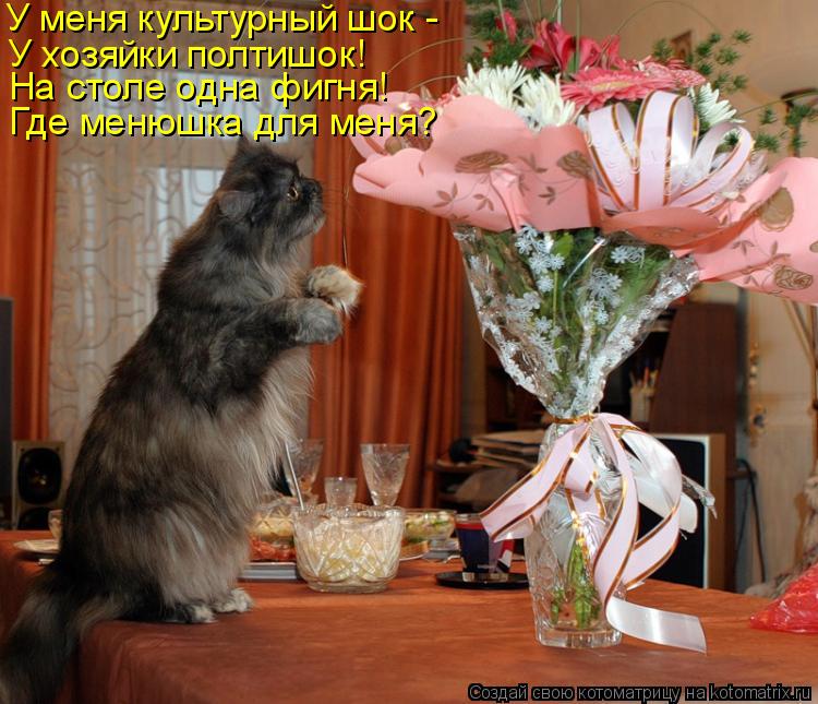 Котоматрица: У меня культурный шок -  У хозяйки полтишок! На столе одна фигня! Где менюшка для меня?