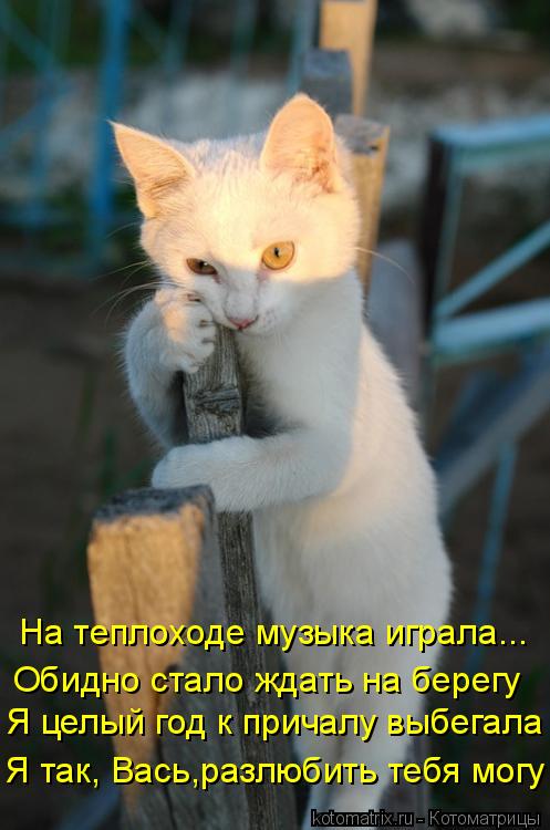 Котоматрица: На теплоходе музыка играла... Обидно стало ждать на берегу Я целый год к причалу выбегала Я так, Вась,разлюбить тебя могу!