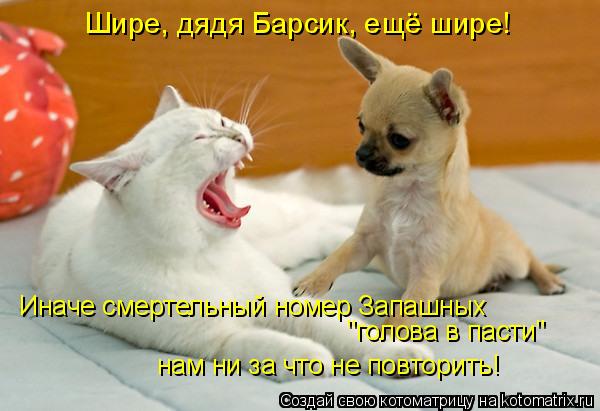 Котоматрица: Иначе смертельный номер Запашных "голова в пасти" нам ни за что не повторить! Шире, дядя Барсик, ещё шире!