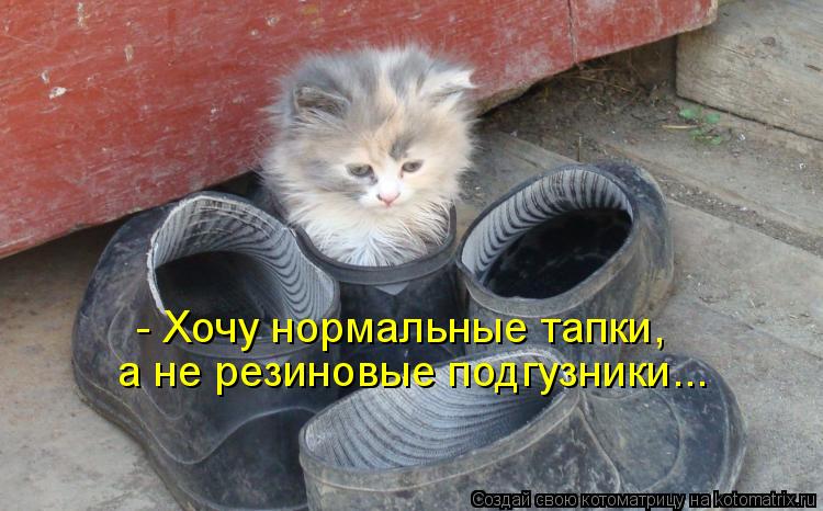 Котоматрица: - Хочу нормальные тапки,  а не резиновые подгузники...