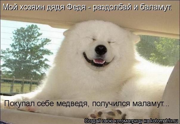 Котоматрица: Мой хозяин дядя Федя - раздолбай и баламут. Покупал себе медведя, получился маламут...