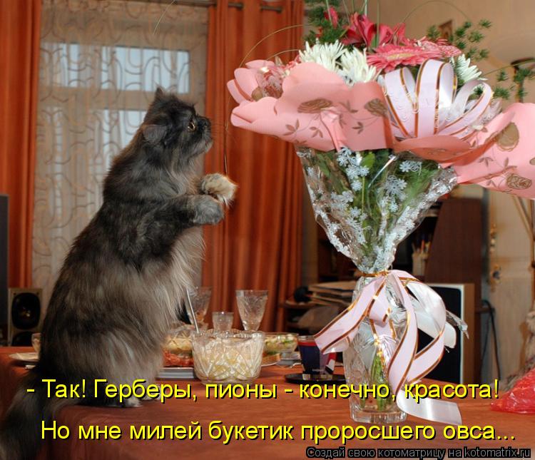 Котоматрица: - Так! Герберы, пионы - конечно, красота! Но мне милей букетик проросшего овса...