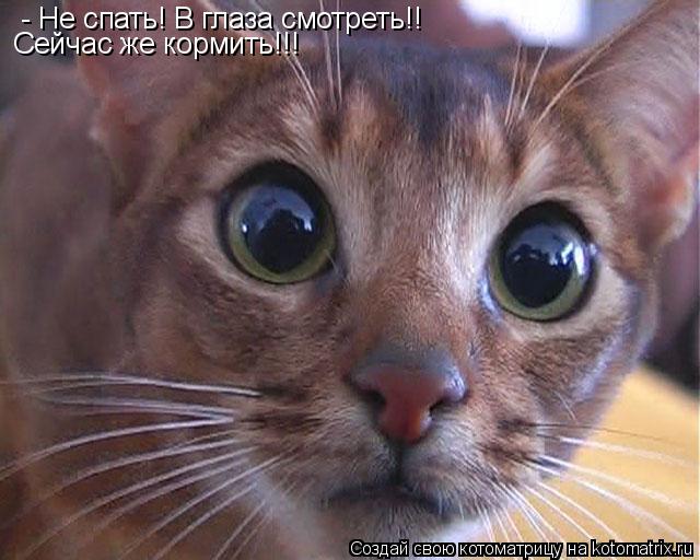 Котоматрица: - Не спать! В глаза смотреть!!  Сейчас же кормить!!!
