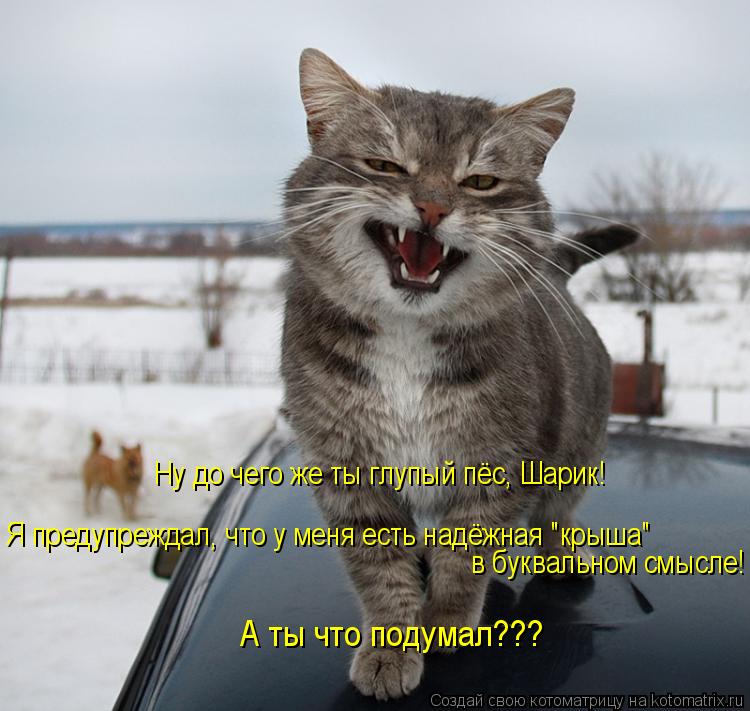Ну до чего же ты глупый пёс, Шарик! Я предупреждал, что у меня есть надёжная "крыша" в буквальном смы... Котоматрица: Ну до чего же ты глупый пёс, Шарик! Я предупреждал, что у меня есть надёжная "крыша" в буквальном смысле! А ты что подумал???