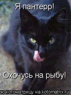 Котоматрица: Я пантерр!  Охочусь на рыбу!
