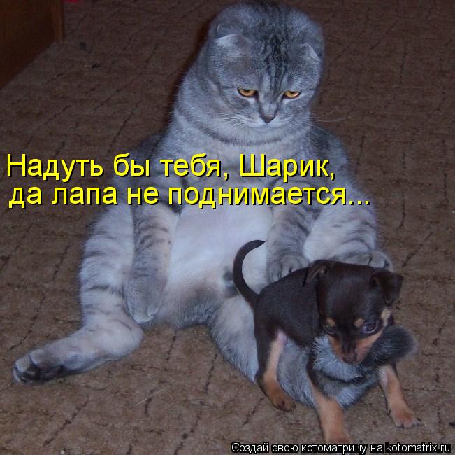 Котоматрица: Надуть бы тебя, Шарик,  да лапа не поднимается...