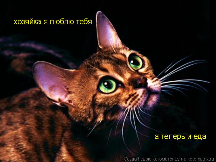 Котоматрица: хозяйка я люблю тебя а теперь и еда