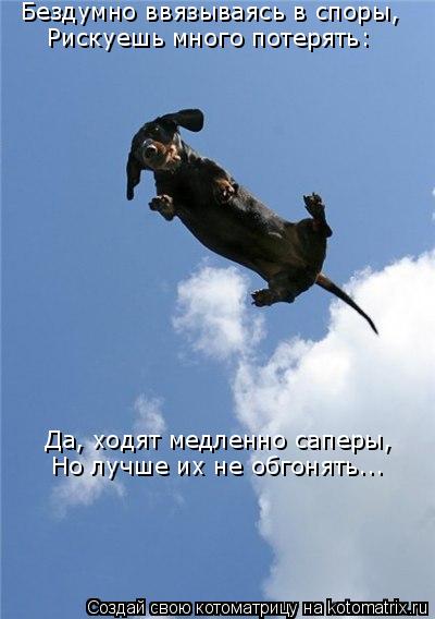 Котоматрица: Бездумно ввязываясь в споры,  Рискуешь много потерять: Да, ходят медленно саперы, Но лучше их не обгонять...