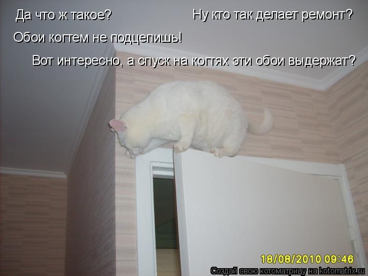 Котоматрица: Да что ж такое? Ну кто так делает ремонт? Обои когтем не подцепишь! Вот интересно, а спуск на когтях эти обои выдержат?