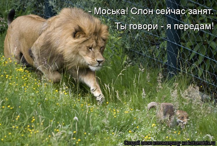 - Моська! Слон сейчас занят. Ты говори - я передам!... Котоматрица: - Моська! Слон сейчас занят. Ты говори - я передам!