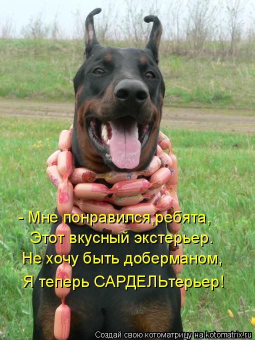 - Мне понравился,ребята, Этот вкусный экстерьер. Не хочу быть доберманом, Я теперь САРДЕЛЬтерьер!... Котоматрица: - Мне понравился,ребята, Этот вкусный экстерьер. Не хочу быть доберманом, Я теперь САРДЕЛЬтерьер!