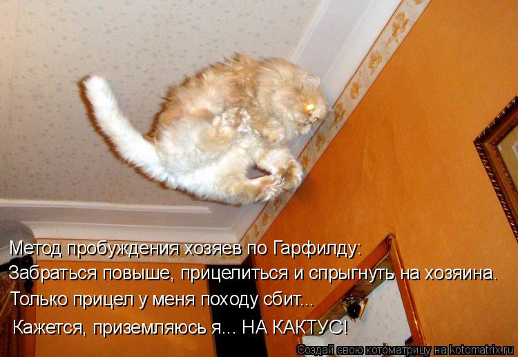 Котоматрица: Метод пробуждения хозяев по Гарфилду: Забраться повыше, прицелиться и спрыгнуть на хозяина. Только прицел у меня походу сбит... Кажется, при