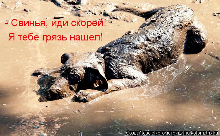 Котоматрица: - Свинья, иди скорей! Я тебе грязь нашел!