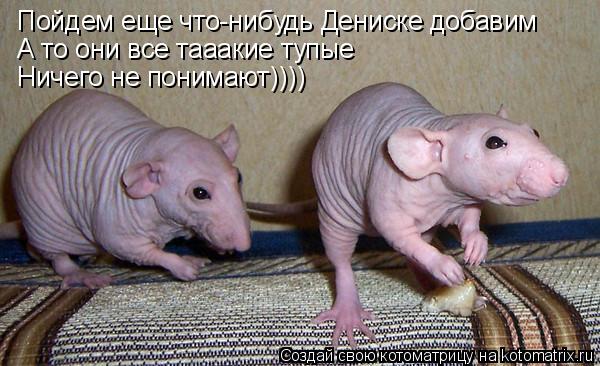 Котоматрица: Пойдем еще что-нибудь Дениске добавим А то они все тааакие тупые  Ничего не понимают))))