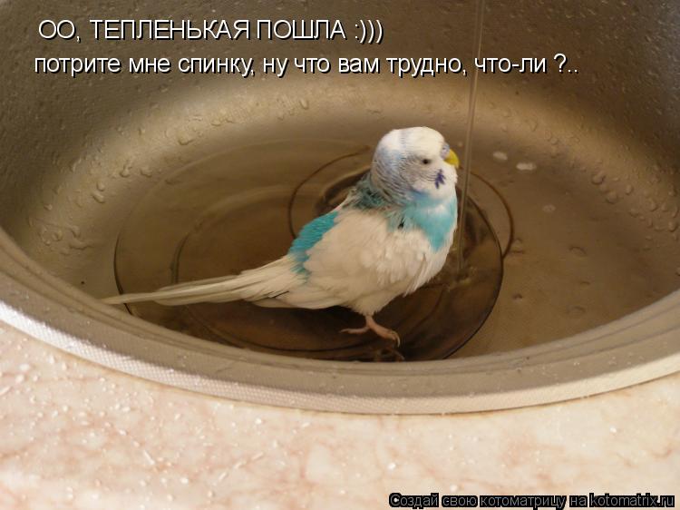 Котоматрица: ОО, ТЕПЛЕНЬКАЯ ПОШЛА :)))  потрите мне спинку, ну что вам трудно, что-ли ?..