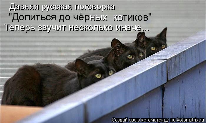 Котоматрица: Давняя русская поговорка  "Допиться до чёр ных  ко тиков" Теперь звучит несколько иначе...